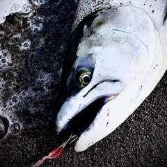 サクラマスの釣果