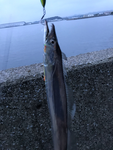 タチウオの釣果