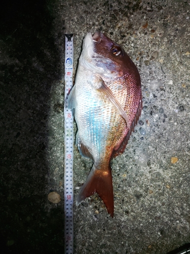 マダイの釣果