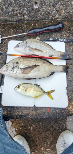 クロダイの釣果