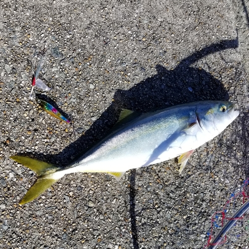 ツバスの釣果