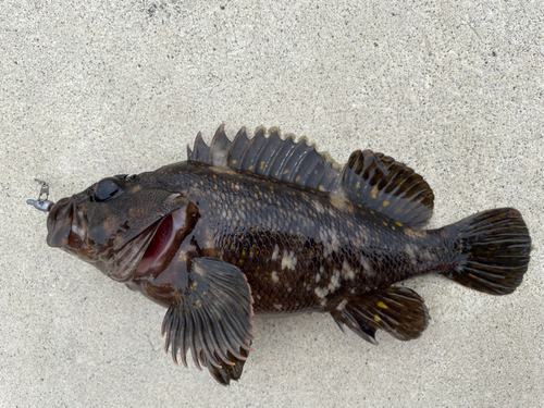 オウゴンムラソイの釣果