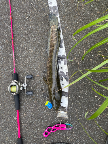 ライギョの釣果