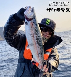 サクラマスの釣果