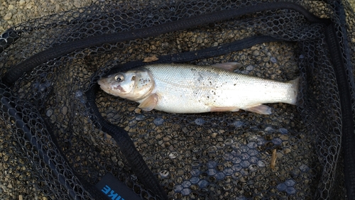 ウグイの釣果