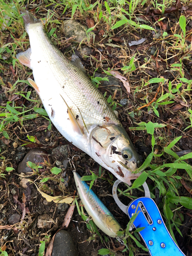 ウグイの釣果