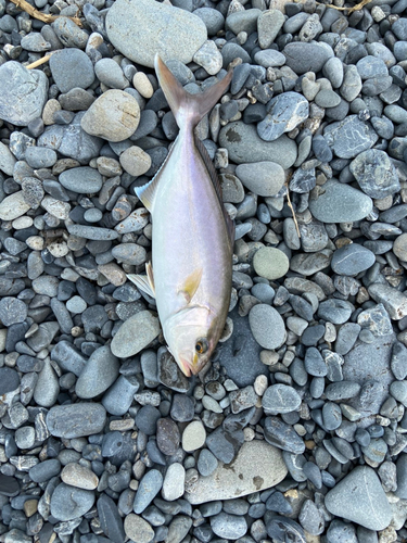 ショゴの釣果