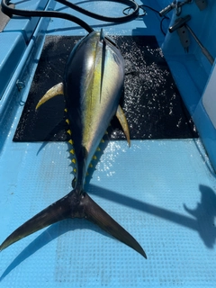 キハダマグロの釣果