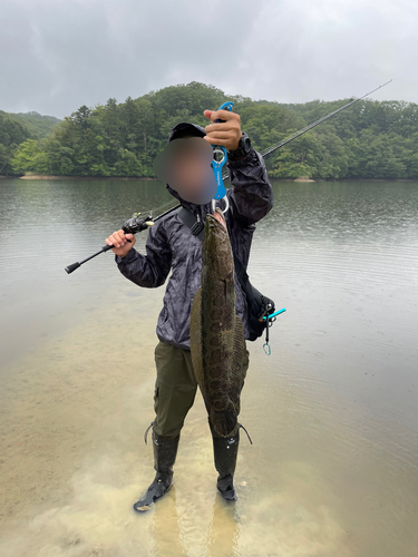 ライギョの釣果