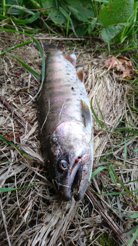 ヤマメの釣果