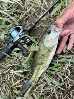 ラージマウスバスの釣果