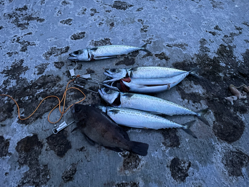 サバの釣果