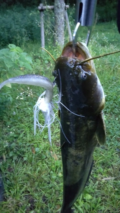 ナマズの釣果