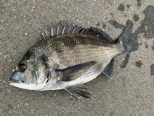 チヌの釣果