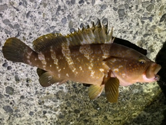 キジハタの釣果