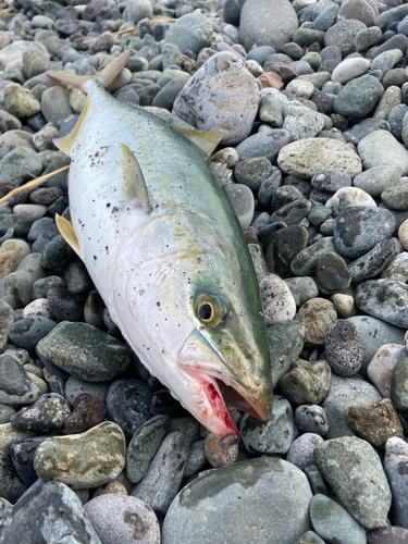 イナダの釣果