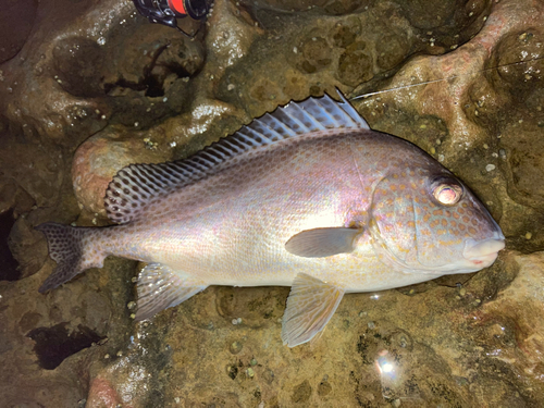 コロダイの釣果