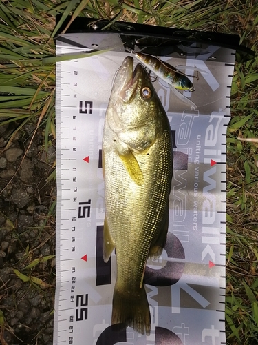 ブラックバスの釣果