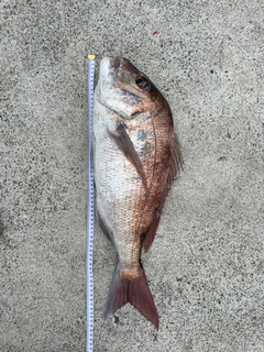 マダイの釣果