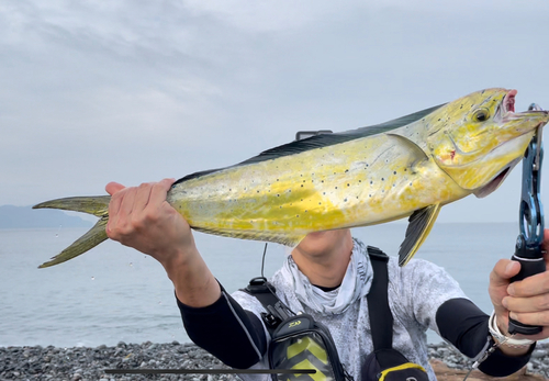 シイラの釣果