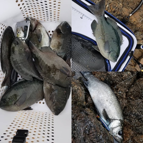 クチブトグレの釣果