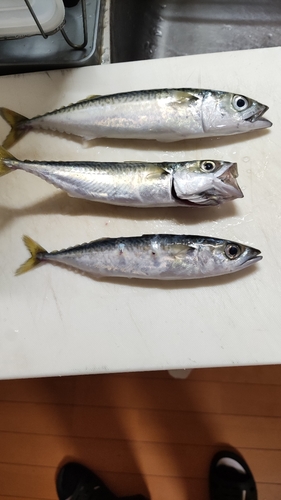 釣果