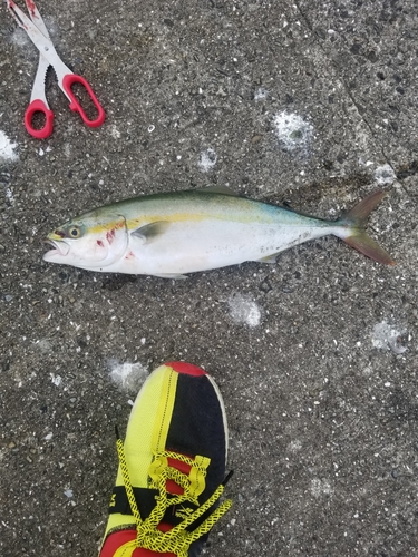 ハマチの釣果