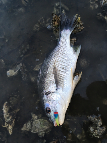 キビレの釣果