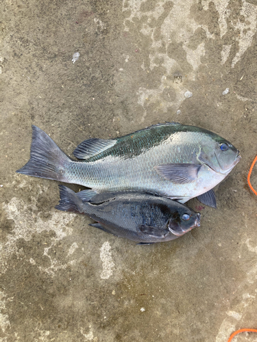 メジナの釣果