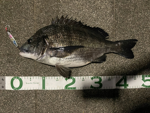 クロダイの釣果