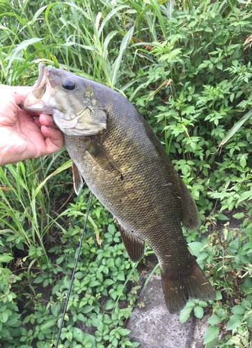 スモールマウスバスの釣果