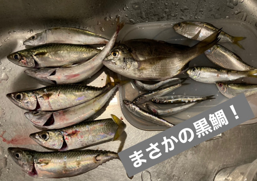 マサバの釣果