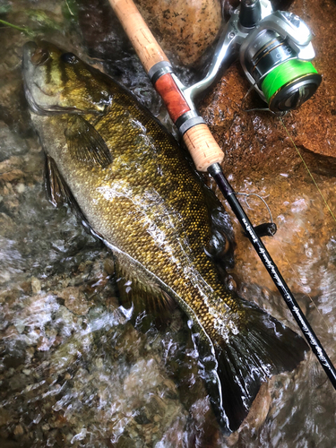 スモールマウスバスの釣果