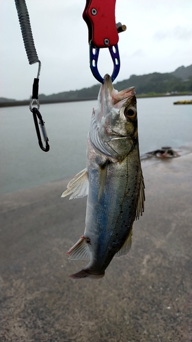 セイゴ（タイリクスズキ）の釣果