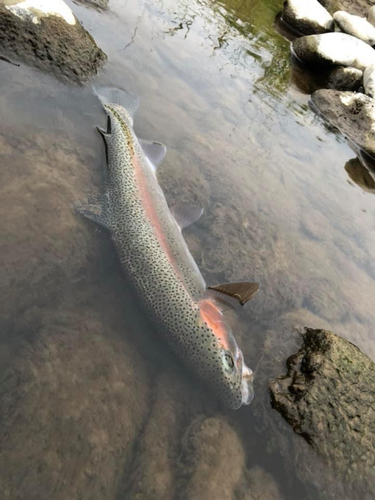 ニジマスの釣果