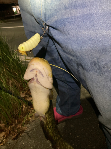 マナマズの釣果