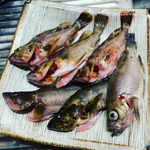 タケノコメバルの釣果