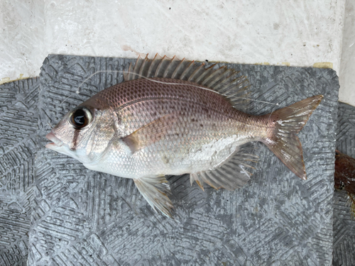 メイチダイの釣果