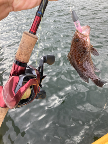 オオモンハタの釣果