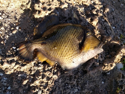 モンガラカワハギの釣果