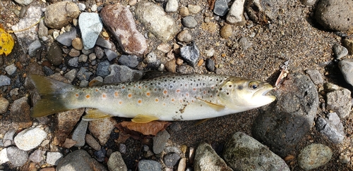 ブラウントラウトの釣果