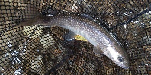 イワナの釣果