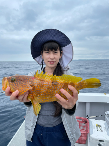 アコウの釣果