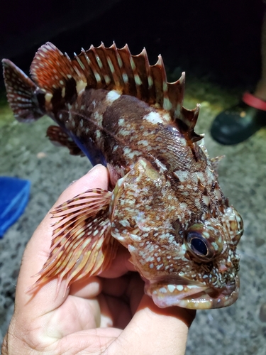 カサゴの釣果