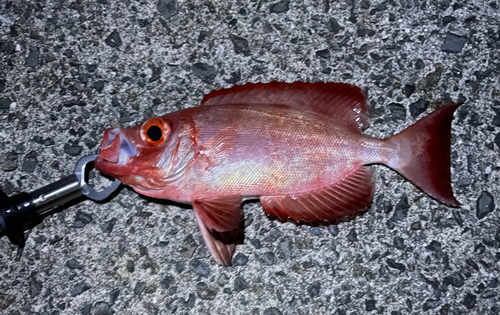 キントキダイの釣果