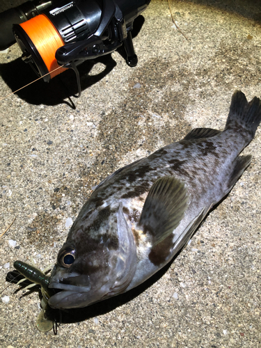 クロソイの釣果