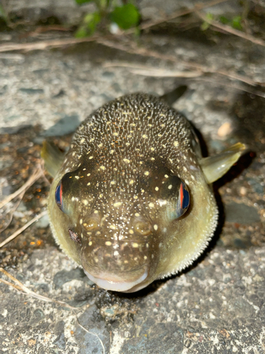 フグの釣果