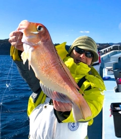 アマダイの釣果