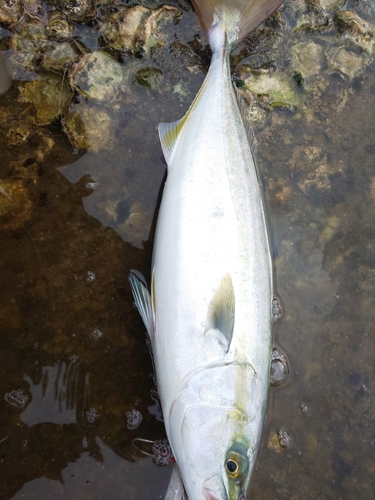 ハマチの釣果