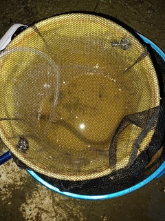 ウナギの釣果